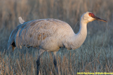 crane in marsh